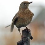 Der Amsel - Sitz (weibliche Amsel)