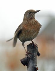Der Amsel - Sitz (weibliche Amsel)