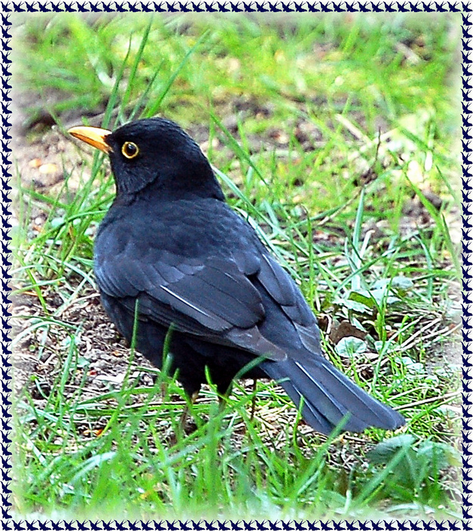 DER AMSELMANN BEGRÜSST MICH AN JEDEM MORGEN IN MEINEM GARTEN