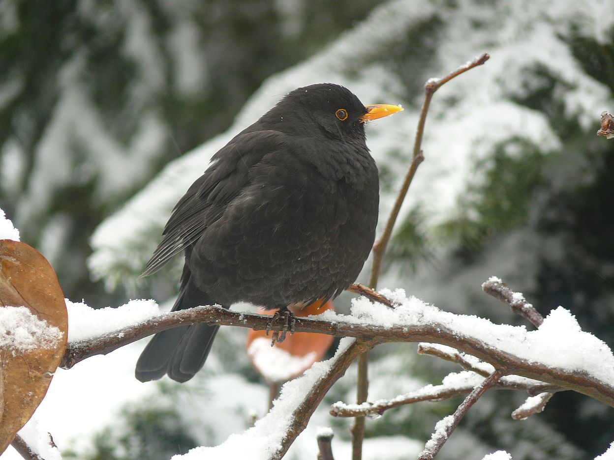 Der Amselvater im Schnee 