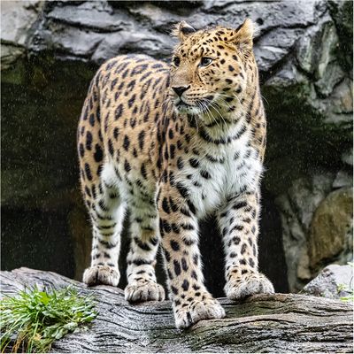 Der Amurleopard zeigte sich für einen kurzen Moment