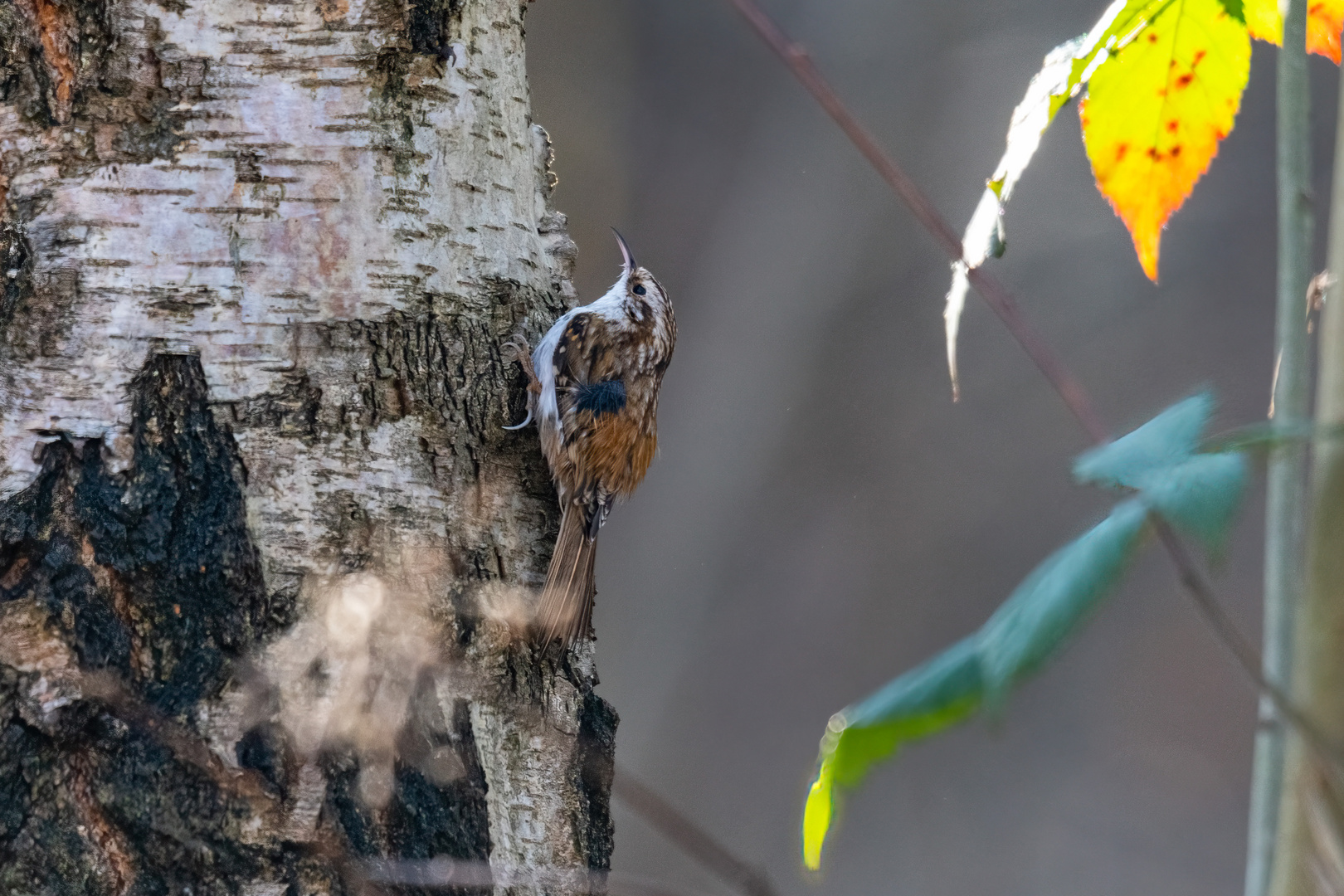 Der an dem Baum läuft