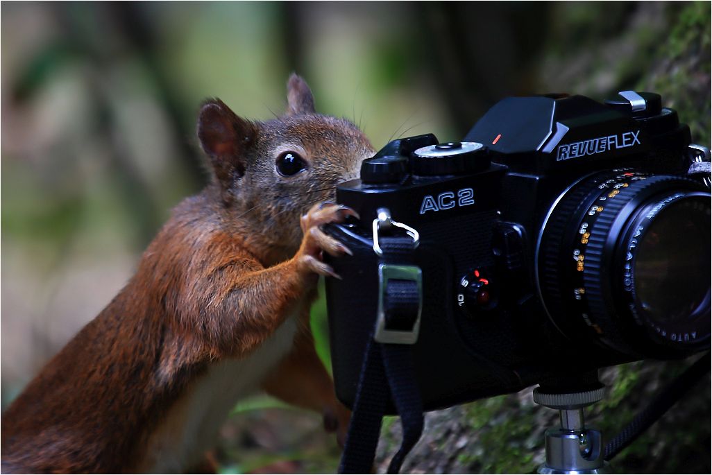 Der Analog Fotograf