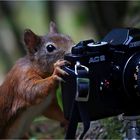 Der Analog Fotograf