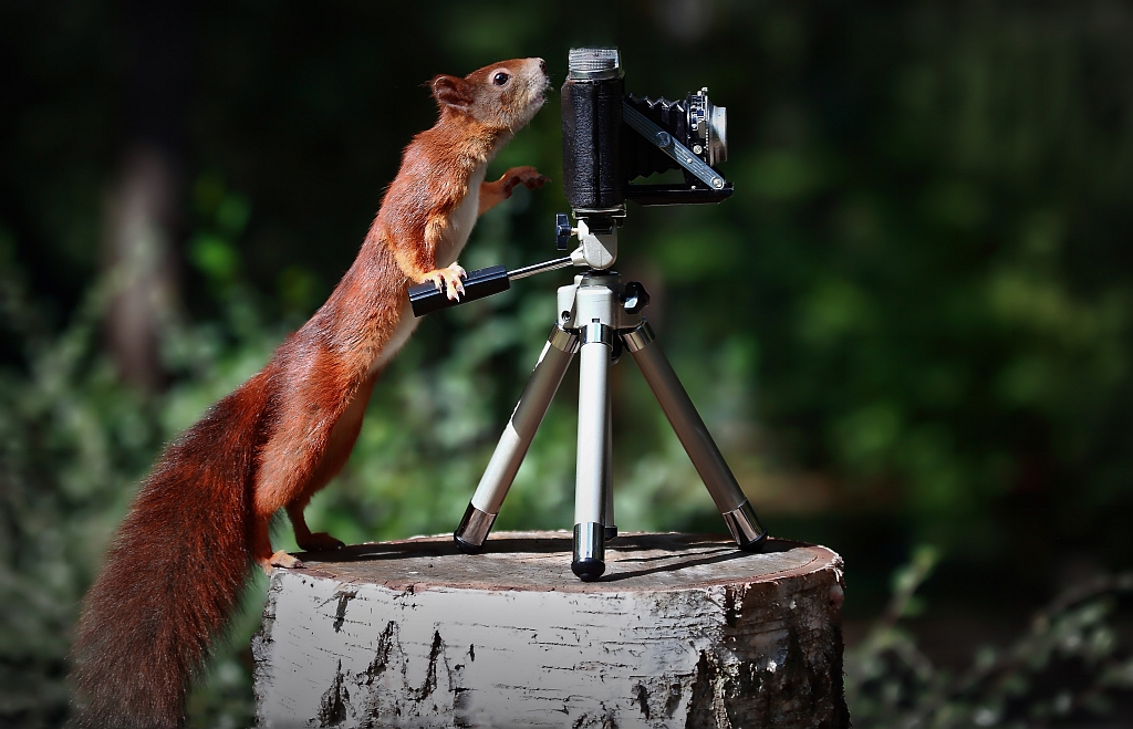 Der Analog Fotograf das Eichhörnchen