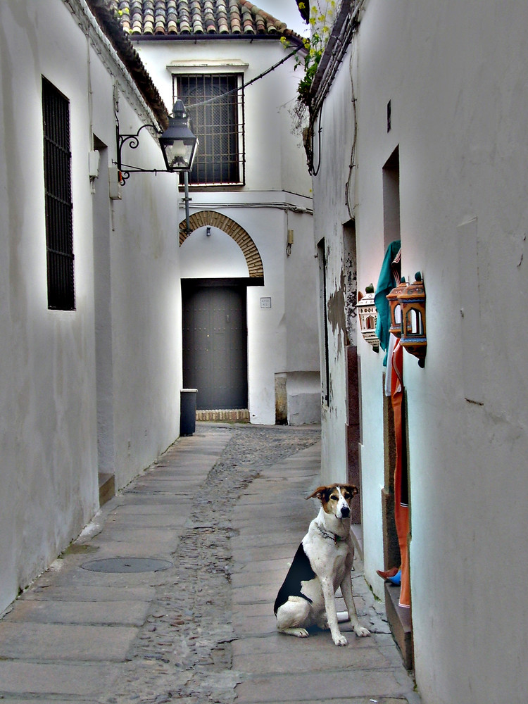 Der andalusische Hund