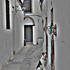 Der andalusische Hund