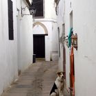 Der andalusische Hund (Original)