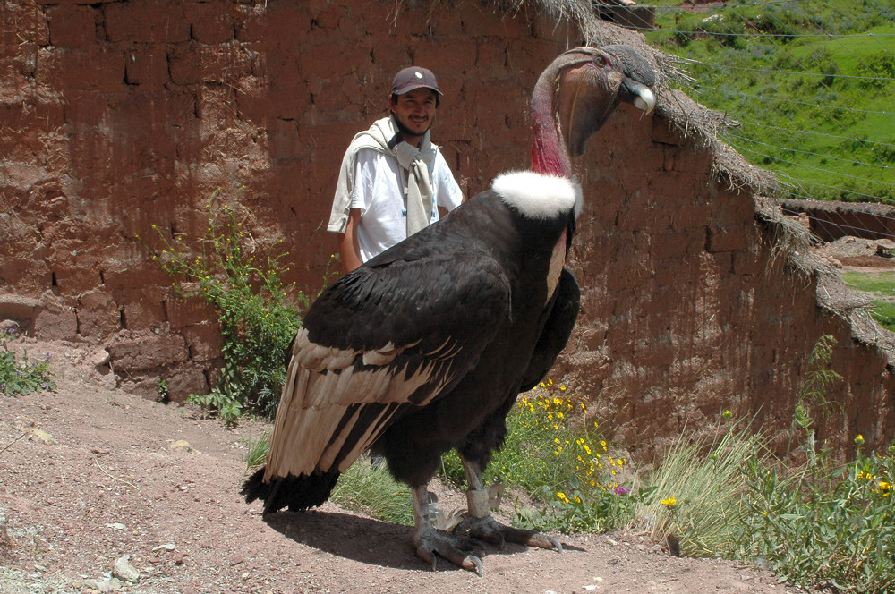 Der Anden Condor mit seinem Beschützer