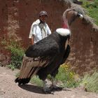 Der Anden Condor mit seinem Beschützer