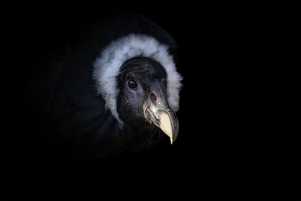 "Der Andenkondor........"