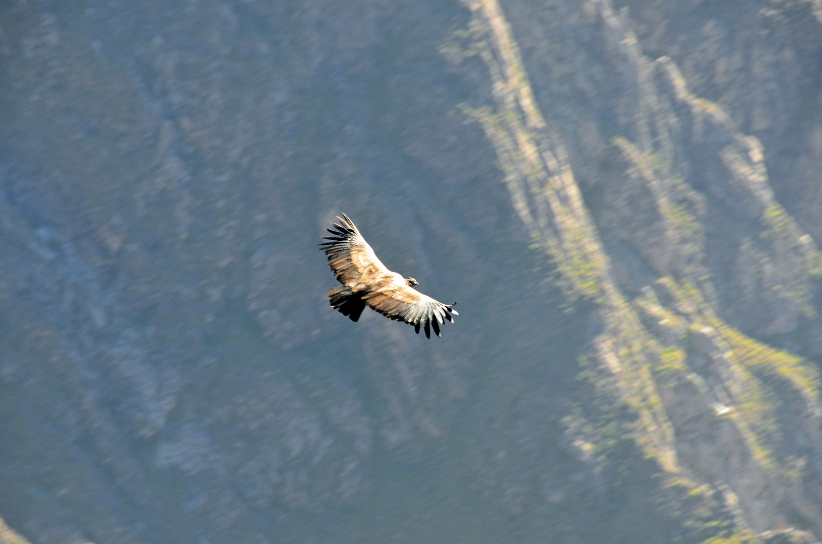 Der Andenkondor im Flug über dem Colca-Canyon (1)