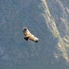Der Andenkondor im Flug über dem Colca-Canyon (1)