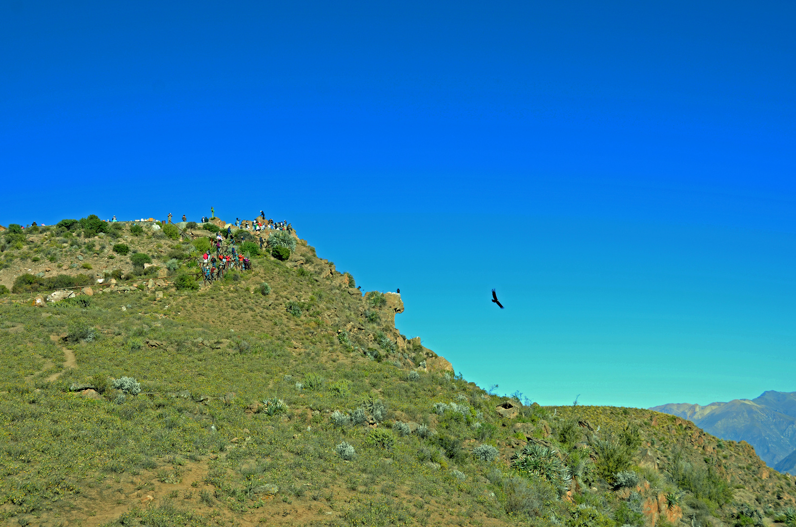 Der Andenkondor im Flug über dem Colca-Canyon (2)