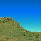 Der Andenkondor im Flug über dem Colca-Canyon (2)