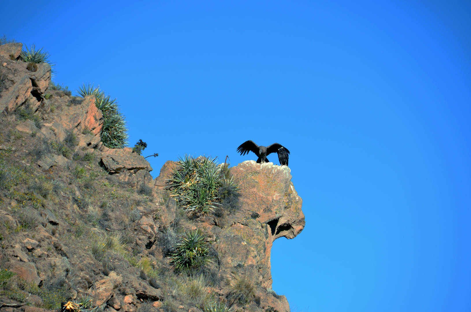 Der Andenkondor vom Aussichtspunkt Cruz del Condor
