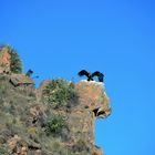 Der Andenkondor vom Aussichtspunkt Cruz del Condor