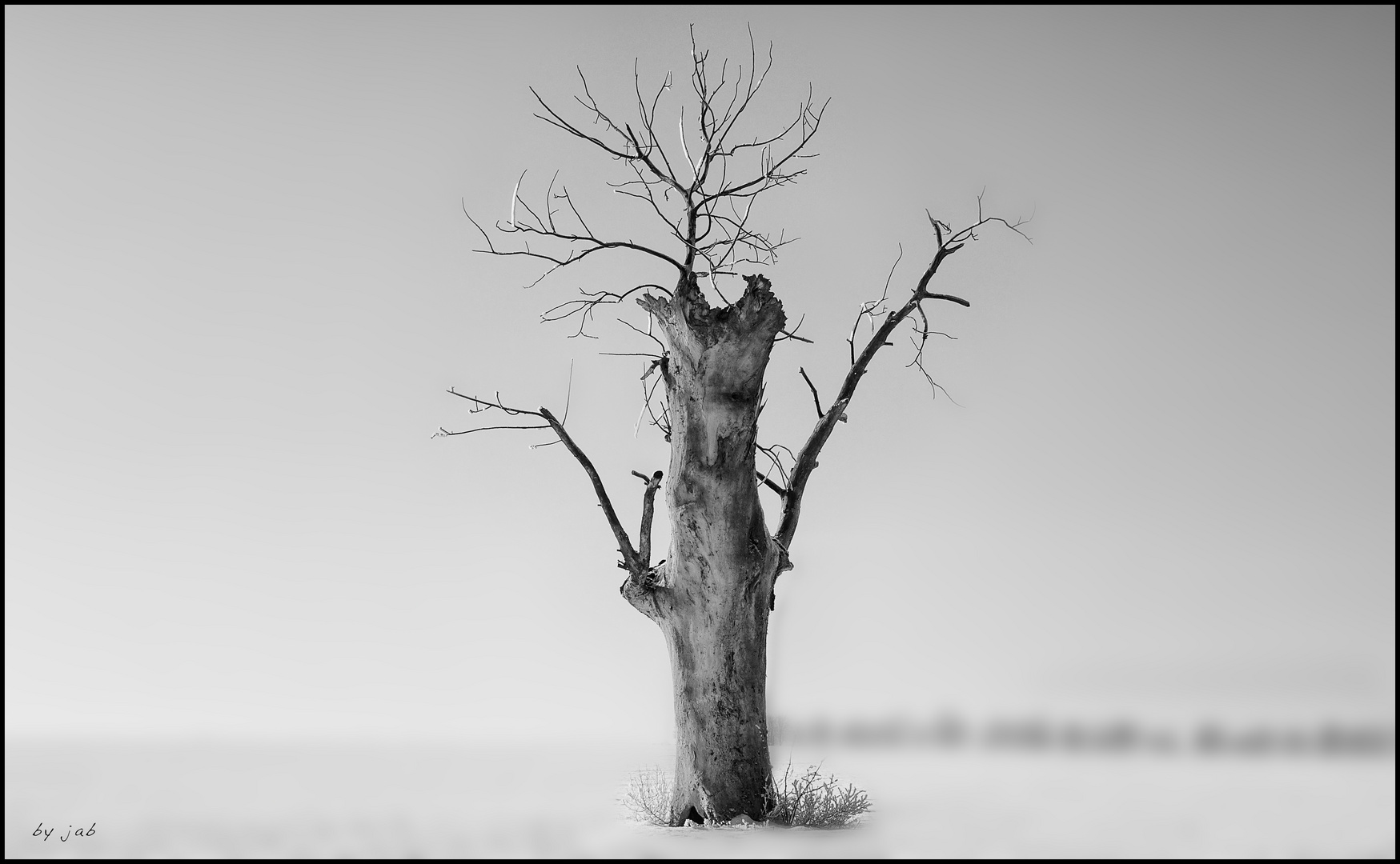 Der andere Baum