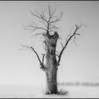 Der andere Baum