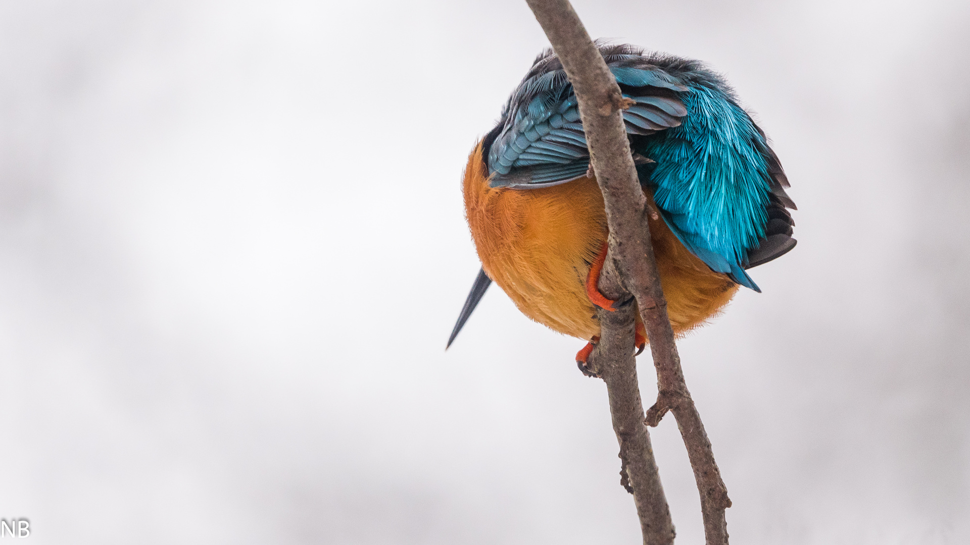 "Der andere Eisvogel 2024"