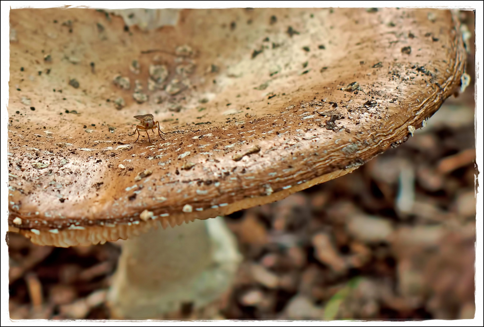 Der andere Fliegenpilz