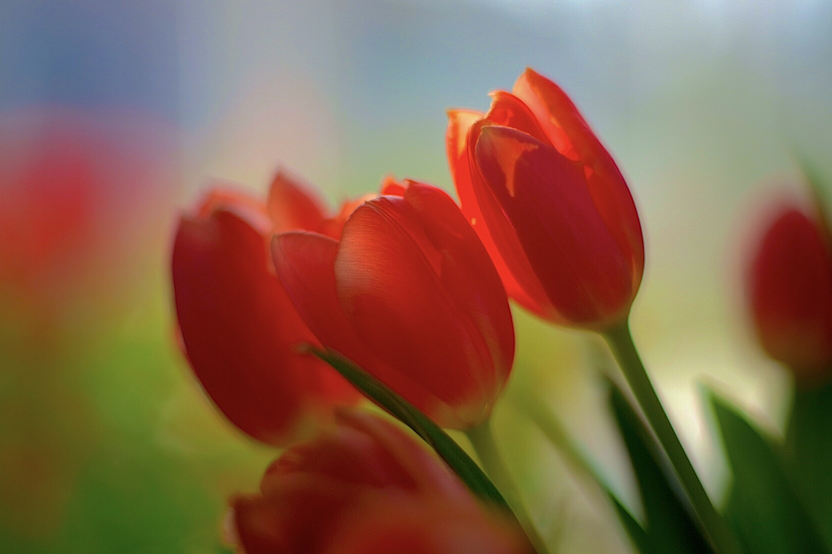 der andere Frühling 