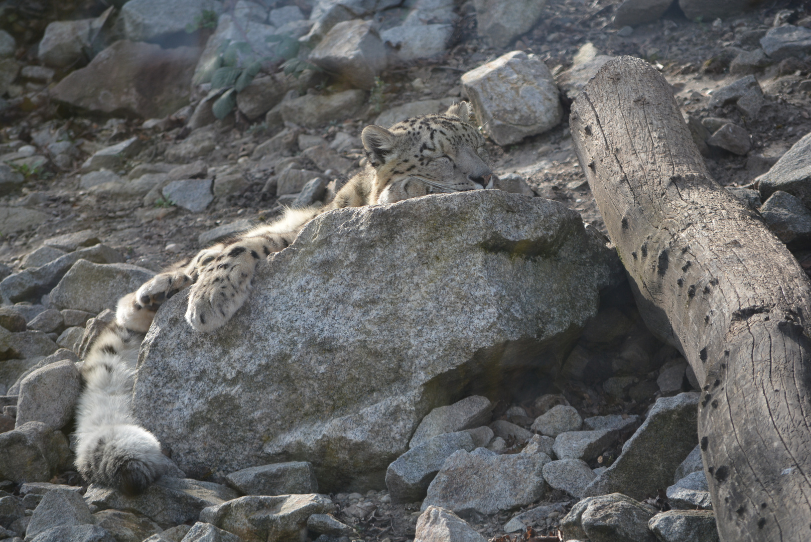 Der andere Schneeleopard im Tierpark Karlsruhe