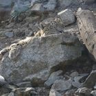 Der andere Schneeleopard im Tierpark Karlsruhe