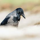 Der andere "Strandläufer"