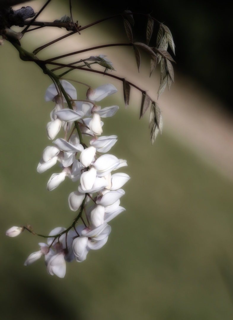 ...der Anfang Foto & Bild frühling, weiß, spanien Bilder auf