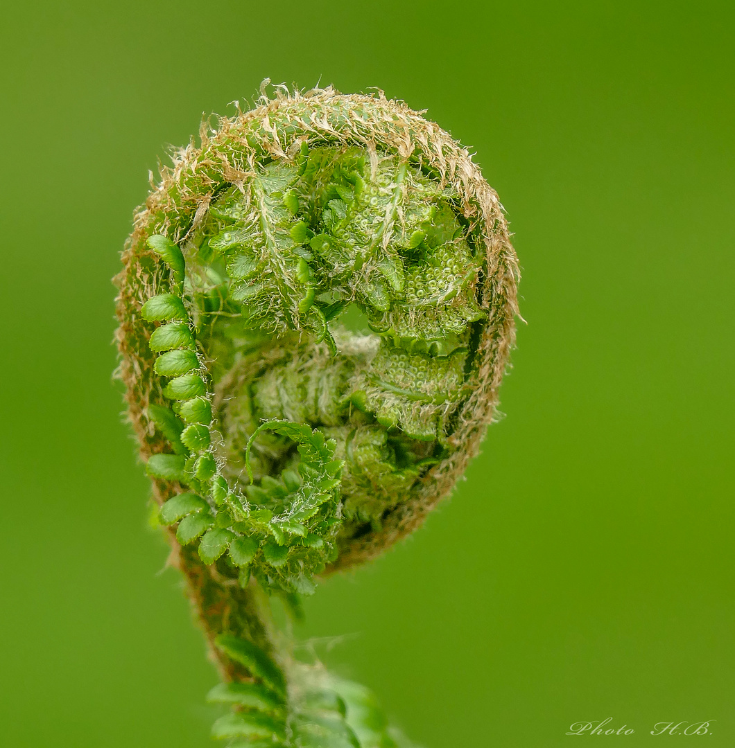 DER ANFANG........ Foto & Bild kassel, frühling, natur Bilder auf