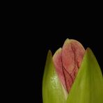 Der Anfang ist gemacht, die Amaryllis fängt an zu blühen.