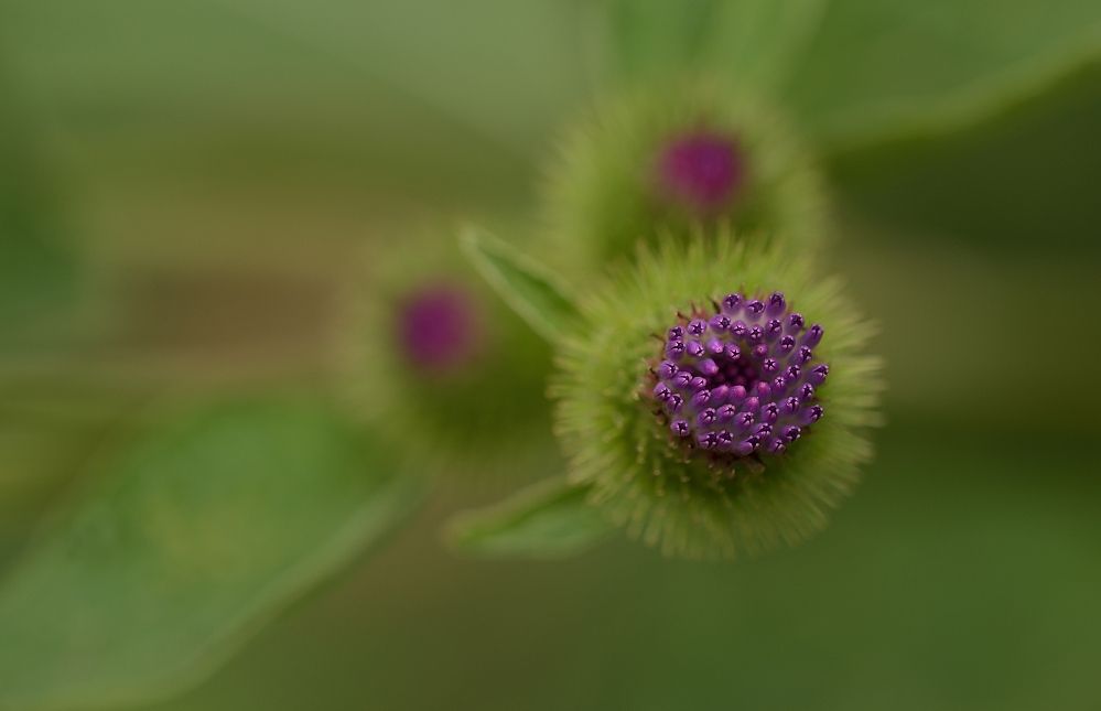 Der Anfang ist gemacht, die ersten Knospen der Klettenblüte erblicken das Tageslicht