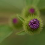 Der Anfang ist gemacht, die ersten Knospen der Klettenblüte erblicken das Tageslicht