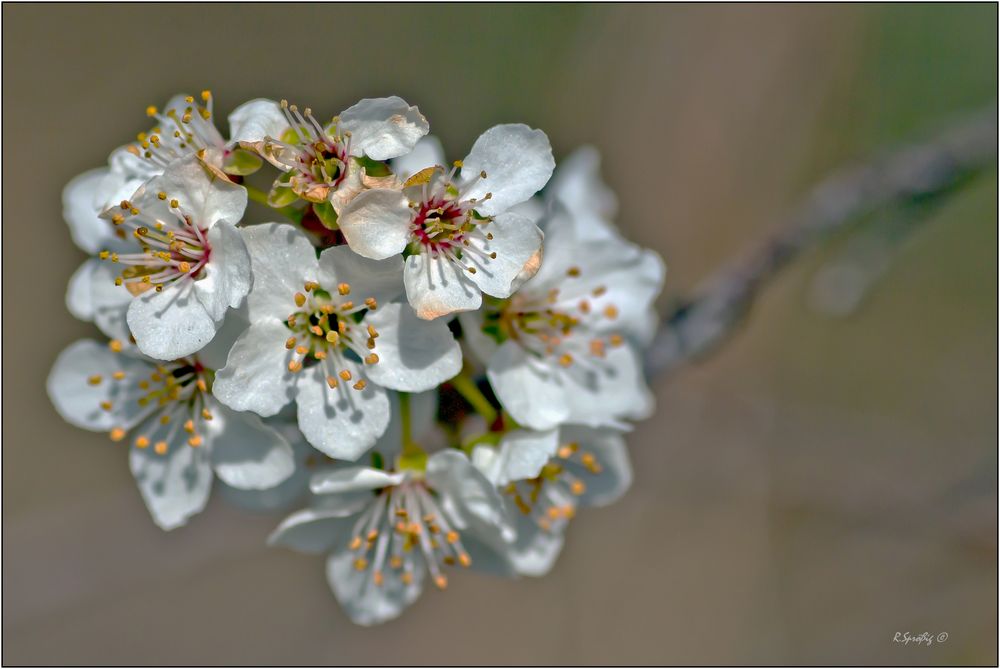 - der Anfang vom Frühling -