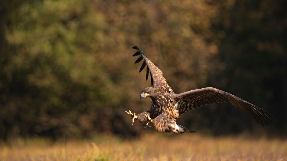 der Anflug