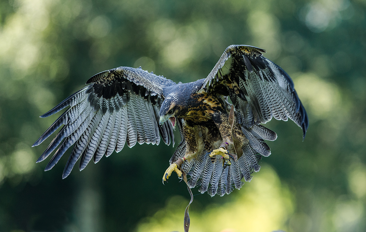 Der Anflug......