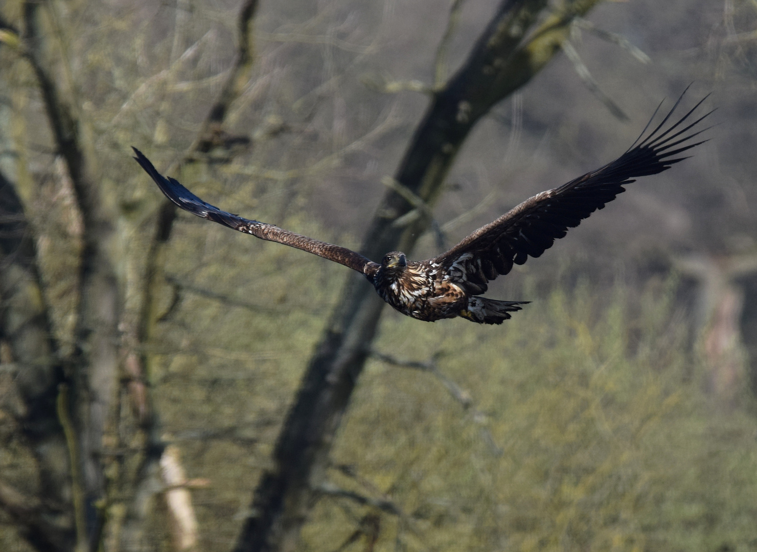 Der Anflug