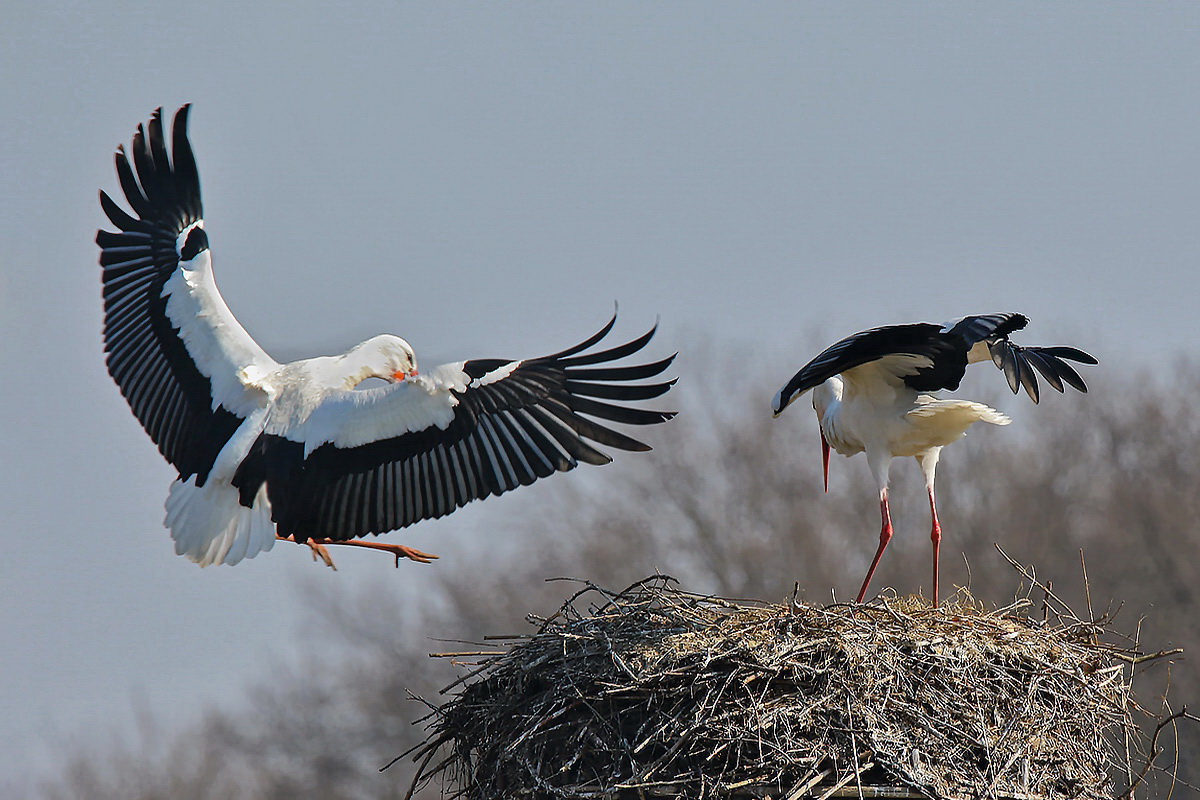 Der Anflug