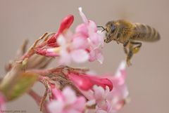 Der Anflug