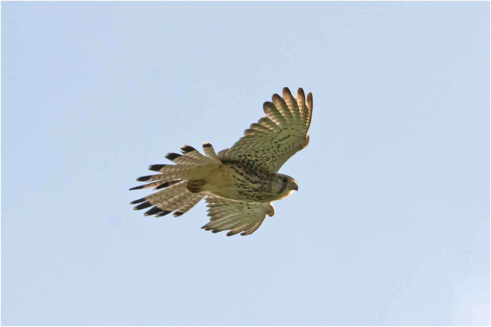 Der Anflug auf den Nistkasten (2) gibt mir Möglichkeiten . . .