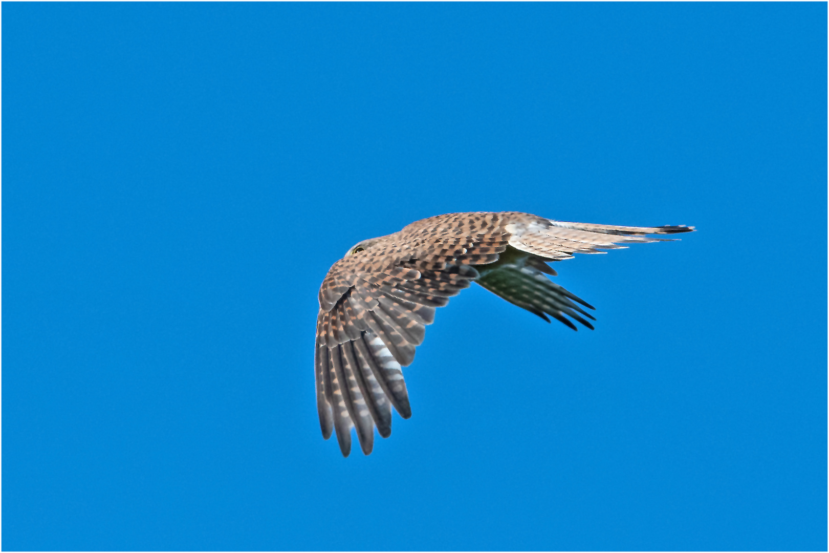 Der Anflug auf den Nistkasten (4) gibt mir Möglichkeiten . . .