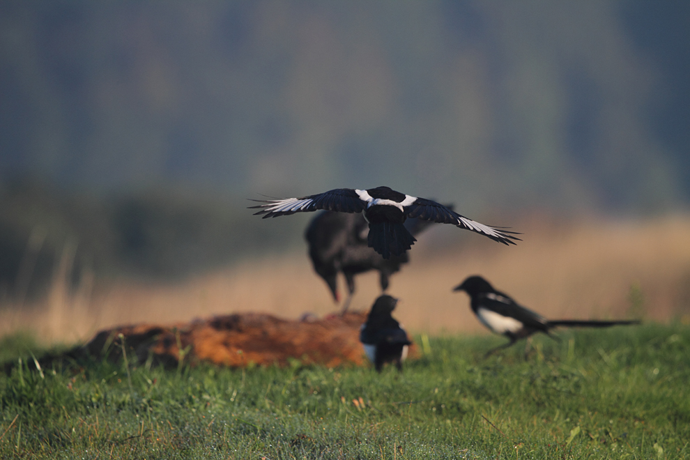 Der Anflug