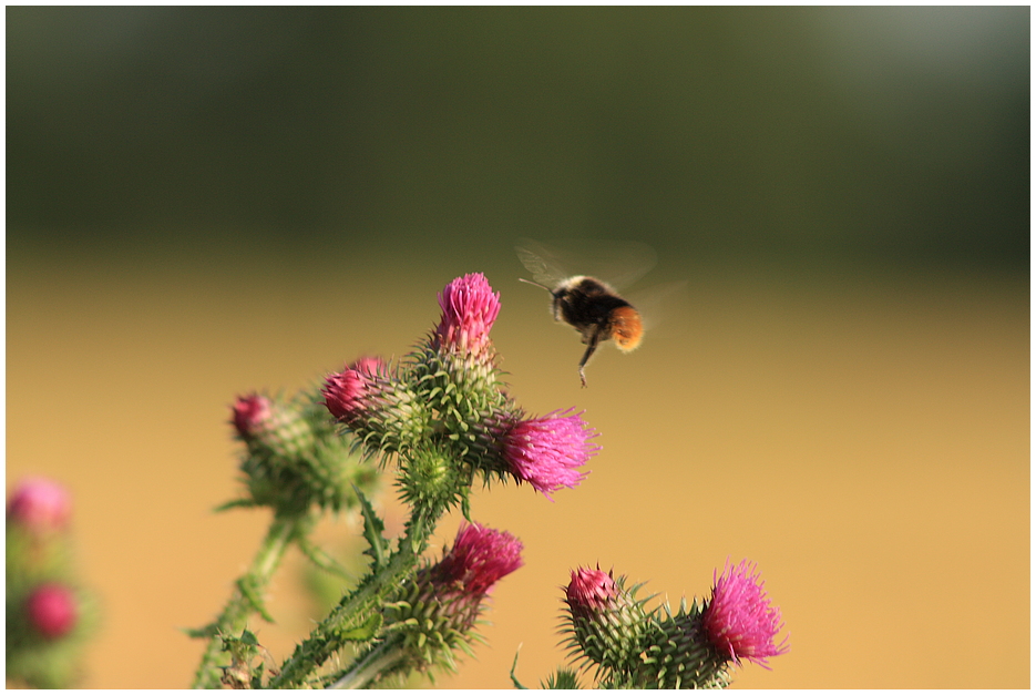 Der Anflug