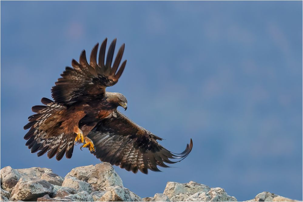 Der Anflug des Adlers