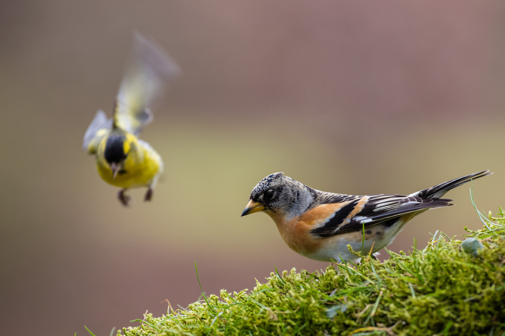 Der Anflug...