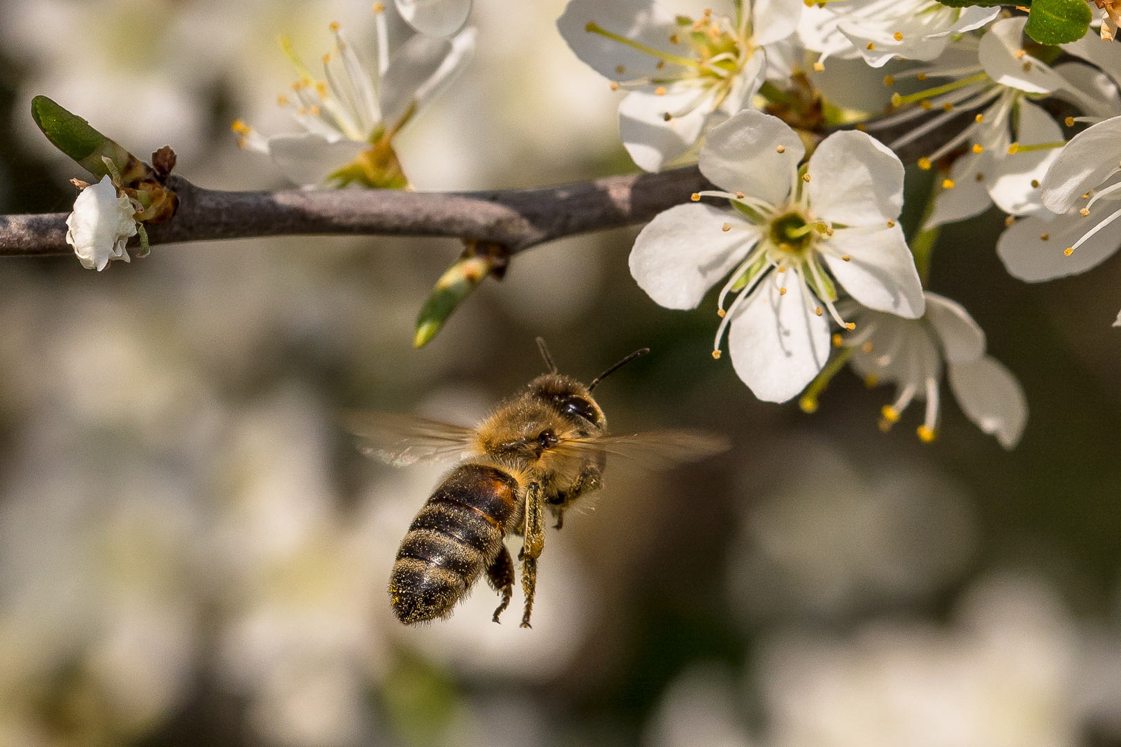 Der Anflug einer Schlehenblüte 