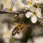 Der Anflug einer Schlehenblüte 