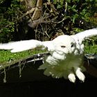 Der Anflug einer Schneeeule im Vogelpark Marlow