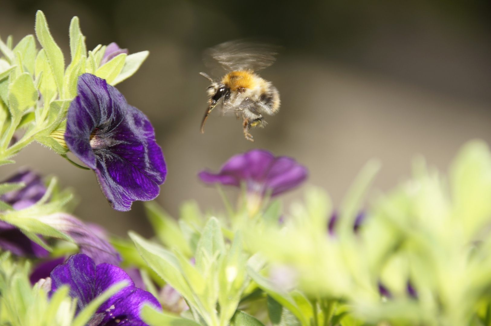 Der Anflug